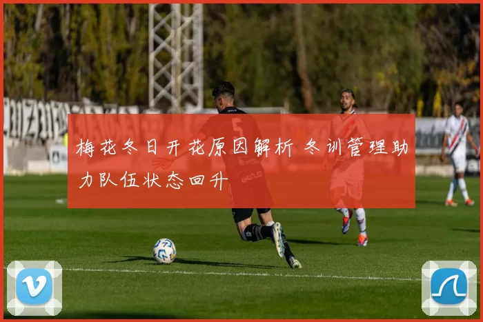 梅花冬日开花原因解析 冬训管理助力队伍状态回升